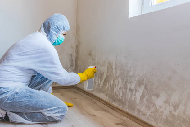 Licensed Mold Testing service in Preston, MN - WQB Mold Removal